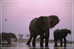 Elephant Eléphant Elefanten , Postal Stationery -- Articles Postaux -- Postsache F   (A24-026) - Elefantes