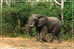 Elephant Eléphant Elefanten , Postal Stationery -- Articles Postaux -- Postsache F   (A24-029) - Eléphants