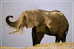 Elephant Eléphant Elefanten , Postal Stationery -- Articles Postaux -- Postsache F   (A24-033) - Elefanten