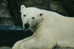 Polar Bear , Postal Stationery -- Articles Postaux -- Postsache F   (A22-005) - Orsi