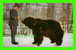 ANIMALS - ALASKAN BROWN BEAR - NEW YORK ZOOLOGICAL PARK - - Bears
