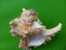 Coquille Hauteur 11cm -vendu Dans L´etat- - Seashells & Snail-shells