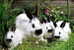 A71-27   @     Rabbits  , ( Postal Stationery , Articles Postaux ) - Conigli