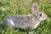 A71-31   @     Rabbits  , ( Postal Stationery , Articles Postaux ) - Rabbits