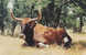 Longhorn At Ease, Y.O. Ranch Near Kerrville, Texas - Named Marlboro Because Appeared On TV Ads For Marlboro Cigarettes - Tauri