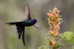 Hummingbird   Bird    , Postal Stationery -Articles Postaux  (A68-64) - Colibris