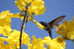 Hummingbird   Bird    , Postal Stationery -Articles Postaux  (A68-67) - Colibris