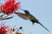 Hummingbird   Bird    , Postal Stationery -Articles Postaux  (A68-68) - Kolibries