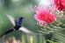 Hummingbird   Bird    , Postal Stationery -Articles Postaux  (A68-72) - Colibríes