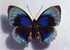 PAPILLONS)   AGRIAS  BEATA  ( Mâle)  ( PEROU) échelle 1,42 - Schmetterlinge