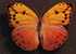 PAPILLONS)  PHOEBIS  AVELLANEDA ( FEMELLE)  ( CUBA)  échelle 1,6 - Papillons