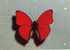 PAPILLONS)   CYMOTHOE  SANGARIS ( Mâle)   ( GABON )  échelle 1,45 - Butterflies