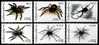 (010+27) Zimbabwe  Insects / Spiders / Araignees / Spinnen   ** / Mnh  Michel 760-65+BL 10 - Zimbabwe (1980-...)