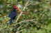 Turaco   Bird    , Postal Stationery -Articles Postaux  (A68-77) - Cuckoos & Turacos