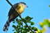 Cuckoo Bird        , Postal Stationery -Articles Postaux  (A68-47) - Cuco, Cuclillos