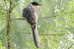 Cuckoo Bird        , Postal Stationery -Articles Postaux  (A68-45) - Cuckoos & Turacos