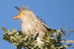 Cuckoo Bird        , Postal Stationery -Articles Postaux  (A68-42) - Cuco, Cuclillos