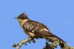 Cuckoo Bird        , Postal Stationery -Articles Postaux  (A68-40) - Cuco, Cuclillos