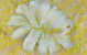 Gypsum Flower, Floyd Collins' Crystal Cave, Horse Cave Kentucky - Sonstige & Ohne Zuordnung