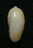 N°3010 // OLIVA  CARNEOLA  BIZONALIS  " Nelle-CALEDONIE "  //  F+++/GEM :  14,5mm //  PEU COURANTE . - Seashells & Snail-shells