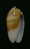 N°3029 // OLIVA  CARNEOLA  TRICHROMA  " Nelle-CALEDONIE "  //  F+++/GEM :  15,4mm // ASSEZ  RARE . - Seashells & Snail-shells