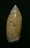 N°3055 // OLIVA  LONGISPIRA  " VANUATU "  //  F+++ :  23mm //  ASSEZ RARE . - Seashells & Snail-shells