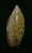 N°3060 // OLIVA  LONGISPIRA  " VANUATU "  //  F+++ :  24,2mm //  ASSEZ RARE . - Seashells & Snail-shells