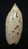 N°3071 // OLIVA  LONGISPIRA  ALBINA  " VANUATU "  //  F++ :  GEANTE : 30,4mm // TRES  RARE . - Seashells & Snail-shells