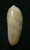 N°3085 // OLIVA  TESSELLATA  " Nelle-CALEDONIE "  //  GEM :  19,9mm // ASSEZ RARE . - Seashells & Snail-shells