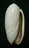 N°3109 // OLIVA  OLIVA  STELLATA  " MADAGASCAR "  //  GEM :  GEANTE : 32,6mm //  ASSEZ RARE . - Seashells & Snail-shells