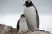 A63-52   @    Antarctica Polar Bird Penguins       , ( Postal Stationery , Articles Postaux ) - Penguins