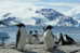 A63-53   @    Antarctica Polar Bird Penguins       , ( Postal Stationery , Articles Postaux ) - Pinguine
