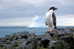A63-64   @    Antarctica Polar Bird Penguins       , ( Postal Stationery , Articles Postaux ) - Penguins