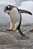 A63-76   @    Antarctica Polar Bird Penguins       , ( Postal Stationery , Articles Postaux ) - Pinguïns & Vetganzen