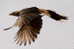 Cuckoo Bird        , Postal Stationery -Articles Postaux  (A42-16) - Cuckoos & Turacos