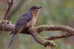 Cuckoo Bird        , Postal Stationery -Articles Postaux  (A42-18) - Cuckoos & Turacos