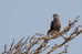 Cuckoo Bird        , Postal Stationery -Articles Postaux  (A42-22) - Cuculi, Turaco