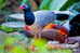 Cuckoo Bird        , Postal Stationery -Articles Postaux  (A42-25) - Cuculi, Turaco