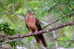 Cuckoo Bird        , Postal Stationery -Articles Postaux  (A42-26) - Cuckoos & Turacos