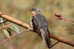 Cuckoo Bird        , Postal Stationery -Articles Postaux  (A42-27) - Cuco, Cuclillos