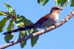 Cuckoo Bird        , Postal Stationery -Articles Postaux  (A42-28) - Cuculi, Turaco