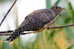 Cuckoo Bird        , Postal Stationery -Articles Postaux  (A42-34) - Cuckoos & Turacos