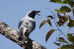 Cuckoo Bird        , Postal Stationery -Articles Postaux  (A42-37) - Cuckoos & Turacos