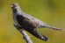 Cuckoo Bird        , Postal Stationery -Articles Postaux  (A42-38) - Cuculi, Turaco