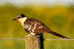 Cuckoo Bird        , Postal Stationery -Articles Postaux  (A42-39) - Cuco, Cuclillos