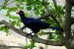 Turaco  Bird        , Postal Stationery -Articles Postaux  (A42-57) - Cuco, Cuclillos