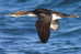 Gaviiformes  Loon  Bird  ,  Postal Stationery -Articles Postaux -Postsache F (A50-56) - Eenden