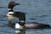 Gaviiformes  Loon  Bird  ,  Postal Stationery -Articles Postaux -Postsache F (A50-57) - Ducks
