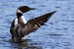 Gaviiformes  Loon  Bird  ,  Postal Stationery -Articles Postaux -Postsache F (A50-60) - Canards
