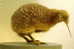 Apterygiformes Kiwi Bird  ,  Postal Stationery -Articles Postaux -Postsache F (A50-36) - Kiwi's